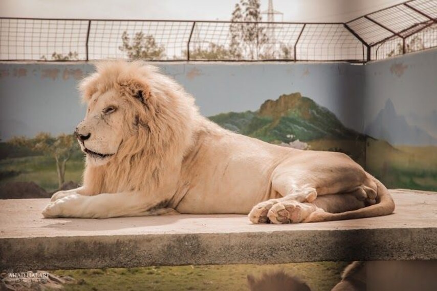 ras_al_khaimah_rak_zoo